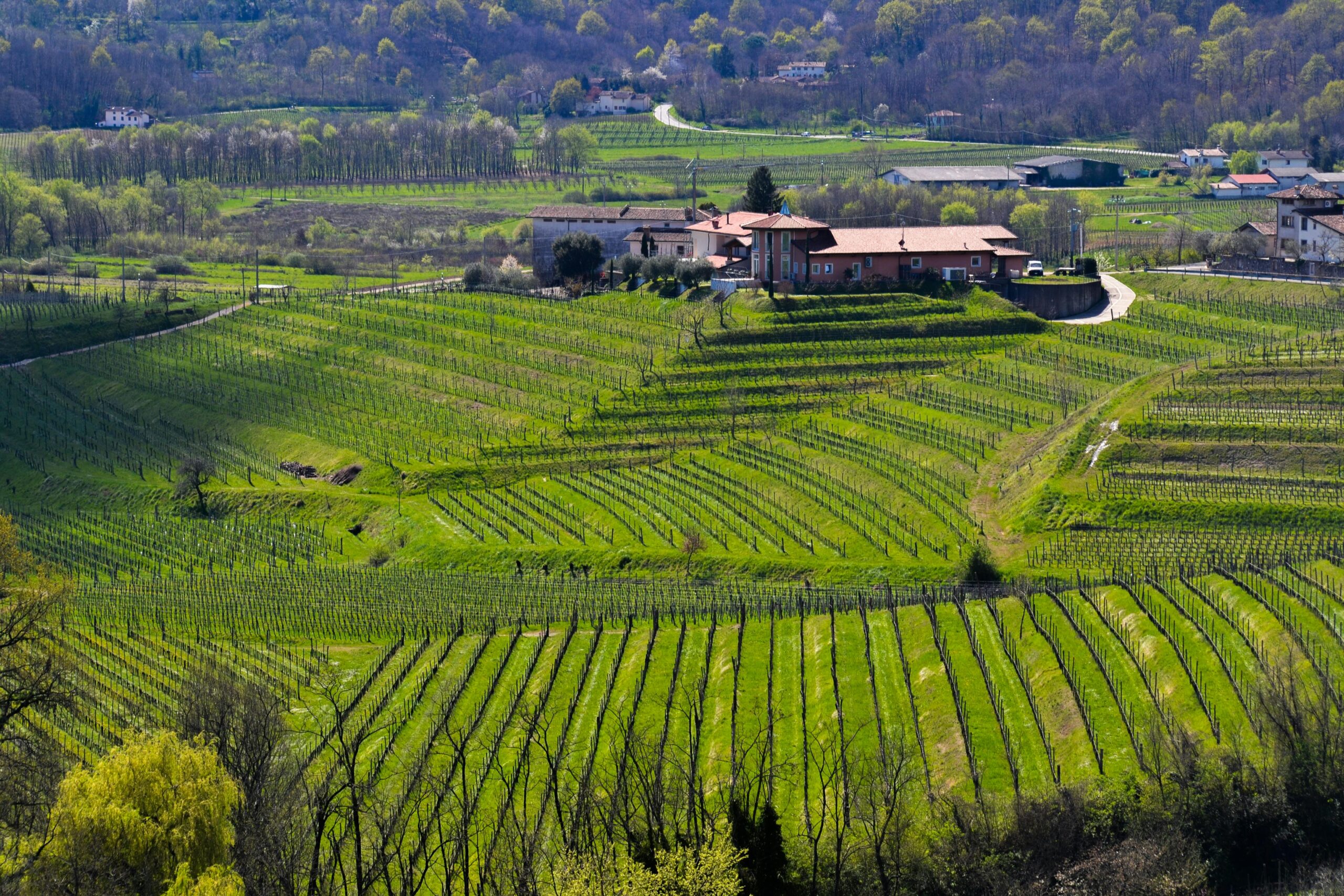 Wine tasting in Lucca: Colline Lucchesi and Montecarlo