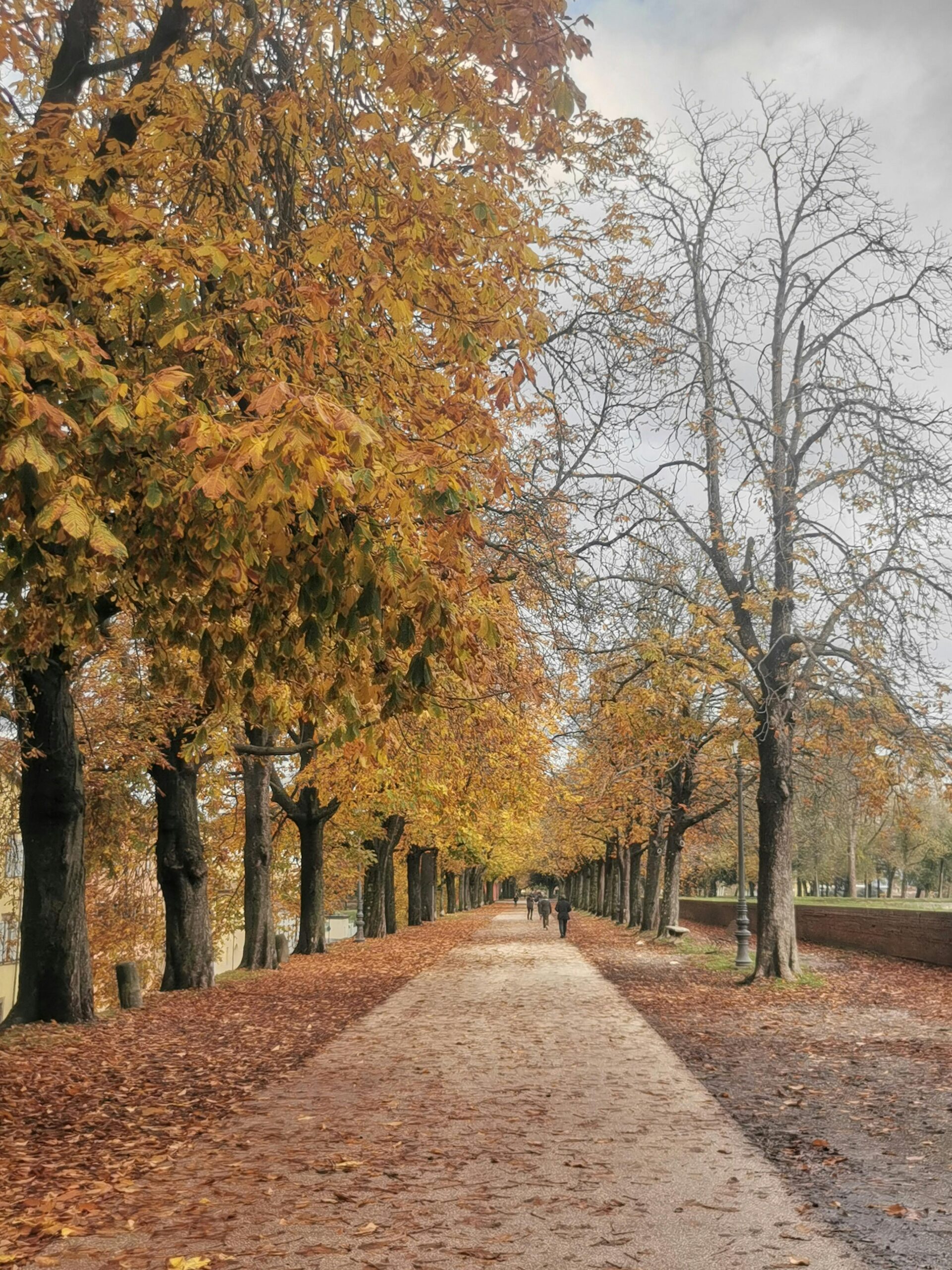 Cycling in Lucca: Guide to Bike Rentals, City Walls & Routes